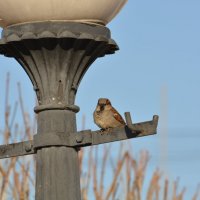 Скучно мне :: grovs 