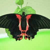 тропическая бабочка :: Елена Гнатик