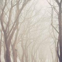 Туман... :: Алена Тхорук