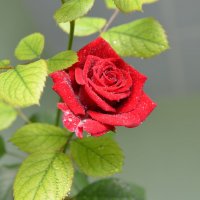 цветение розы :: Геннадий 