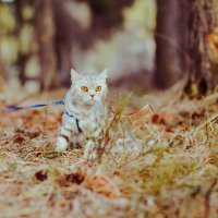 Arlin Charming Cat :: Юлия Богданова