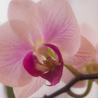 НЕ дикая орхидея :: Ирина A