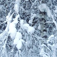 После снегопада :: petyxov петухов