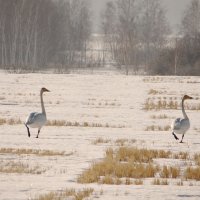 Прилетели лебеди... :: Галина Мухина