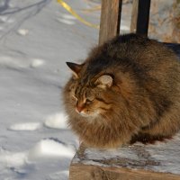 монастырский кот :: Сергей Б
