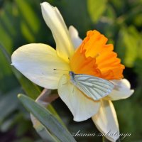 Нарцисс и бабочка :: zhanna-zakutnaya З.