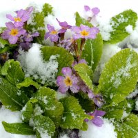 Цветы под снегом :: Ирина Регер