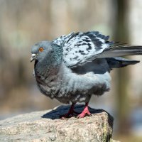 Немного экзотики: Сизый голубь (самец) :: Vladimir Belchikov