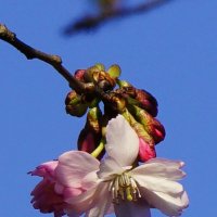 Первый цветок сакуры :: Любовь Изоткина