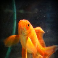 Загадай желание :: Фото-студия "Золотая рыбка" 