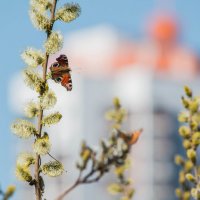 весна :: дмитрий гуринович