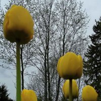 Лесные тюльпаны :: Владимир Гилясев