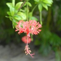 Зимнее цветение в Гондурасе. :: Владимир Смольников