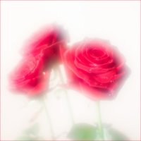 Розовые розы :: Юрий Васильев