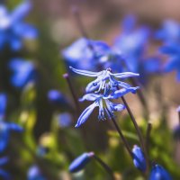 Синие цветы :: Yana Kern