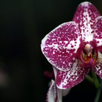 Орхидеи :: Ekaterina Maximenko