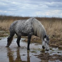 Серый конь. :: Елена Глебова