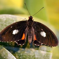 Бабочка :: оля san-alondra