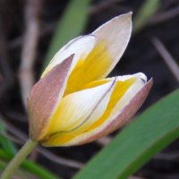 тюльпан видовой :: magvremeni 