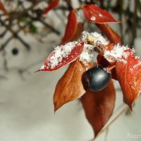 Краски зимы :: Лидия (naum.lidiya)