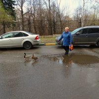 Как бы машина не задавила! :: Светлана Лысенко