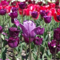 В Никитском ботаническом саду(Крым) цветут тюльпаны :: Наталья 