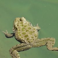 Одноглазая жаба :: Gudret Aghayev