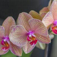 орхидея :: Алена Дегтярёва