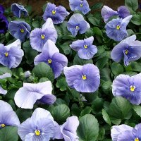 Viola x wittrockiana " Delta Pure Light Blue   " :: laana laadas