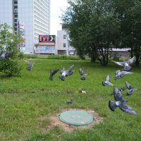 Летите голуби :: aleks50 