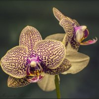 любимые орхидеи/фаленопсис :: Маргарита Лапина