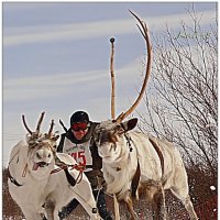 Во весь опор... :: Кай-8 (Ярослав) Забелин