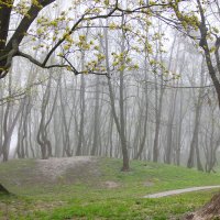 Весна в тумане :: Анна Беликова