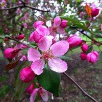 "Райская" яблонька цветёт... :: Сергей Петров