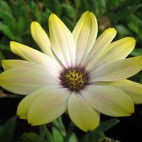 Osteospermum / Остеоспермум :: laana laadas