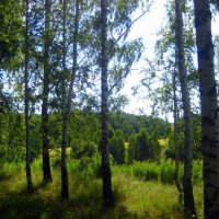 В берёзовом лесу :: оля san-alondra