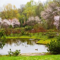 Японский сад. Цветение сакуры. :: Янгиров Амир Вараевич 
