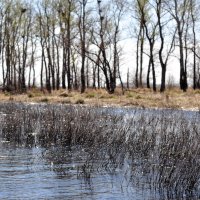 Серебряная вода :: Оксана Пестова