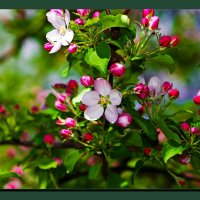 Яблони в цвету :: Vasiliy Sorokhan