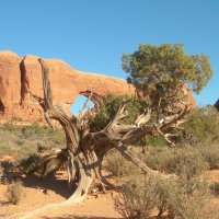 Противотанковое дерево в штате Юта. :: Владимир Смольников