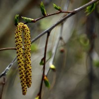 *** :: Валерия  Полещикова 