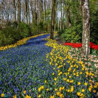 Tulips in Holland 04-2015 (5) :: Arturs Ancans