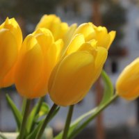 Жёлтые тюльпаны :: Mariya laimite