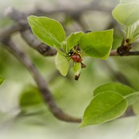 Пробуждение природы :: Marina Timoveewa