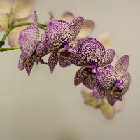 орхидея :: Александр Катаев