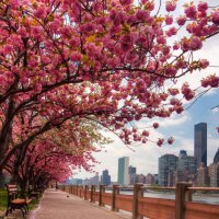 Spring in NYC :: Vadim Raskin