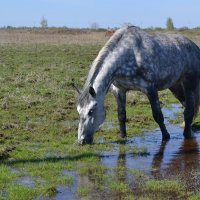 Серый конь на водопое. :: Елена Глебова