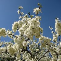Пышное цветение весны :: Елена Владина 