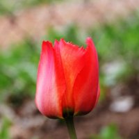 Тюльпан  огненно-красный :: Damir Si