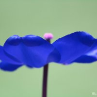 Синий тюльпан :: Mariya laimite